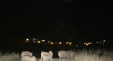 Gercüş'te domuz sürüleri tarım alanlarına zarar veriyor
