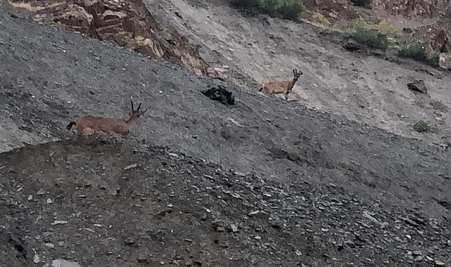 Hakkari'de dağ keçileri görüntülendi