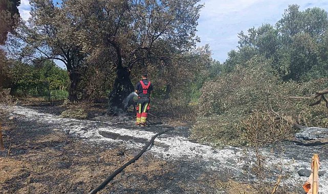 Havran'da zeytinlik yangını