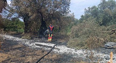 Havran'da zeytinlik yangını