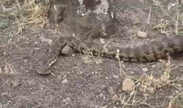 Iğdır'da yerleşim alanına giren koca engerek doğaya salındı