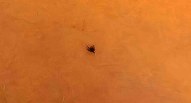 İnegöl'de kene alarmı