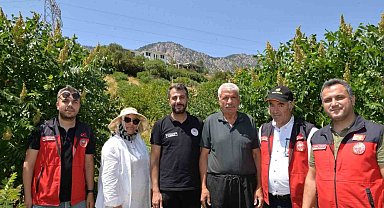 Kahramanmaraş'ta 22 bin sumak fidanı verime geçti