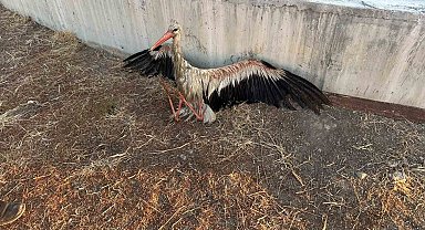 Kanala düşen leyleği itfaiye kurtardı