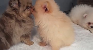 Kapıkule'de kaçak yollarla yurda sokulmak istenen 5 yavru köpek ele geçirildi
