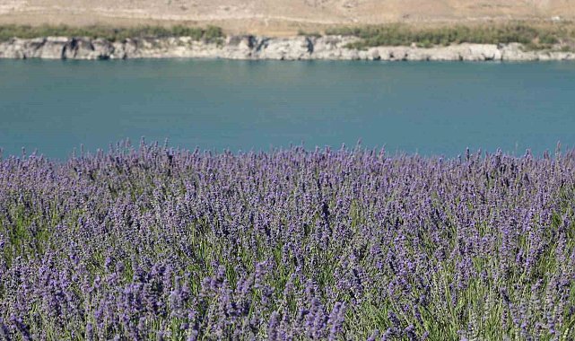 Karapınar'da Acıgöl ve lavanta bahçesi uğrak noktası oldu