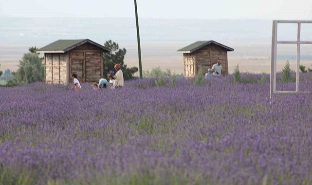 Karapınar'ın lavanta bahçesi doğa severlerin uğrak noktası oldu