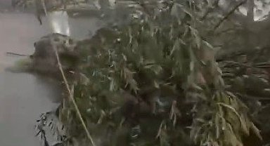 Kars'ta fırtına çatıları uçurdu, ağacı kökünden söktü