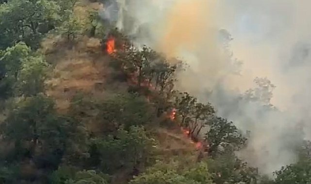 Kastamonu'da orman yangınında 40 dönümlük alan zarar gördü