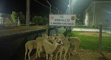Koçarlı'da 15 koyun evin bahçesinden çalındı