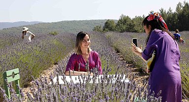Koku Vadisi'nde Lavanta hasadı başlıyor
