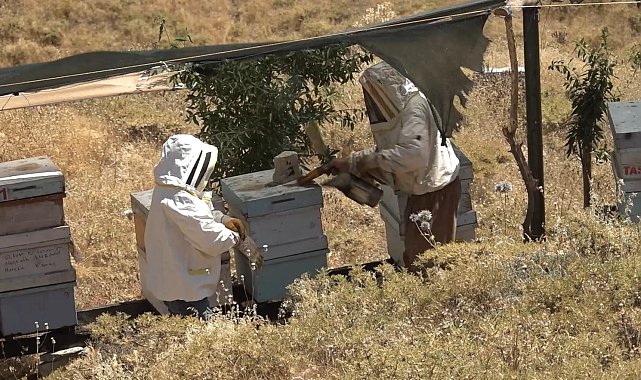 Kovanın başında röportaj yapan gazeteciye arılar saldırdı
