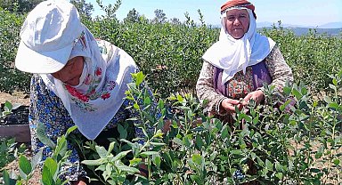 Kurak arazi devlet desteğiyle bereketli topraklara dönüştü