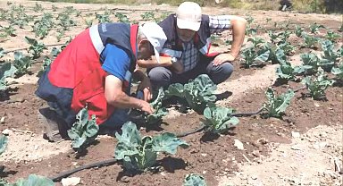 Kütahya'da karnabahar ve çörekotu üretimi denetlendi