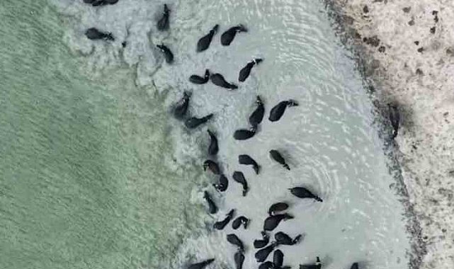 Kütahya'da mandaların serinlik molası havadan işte böyle görüntülendi