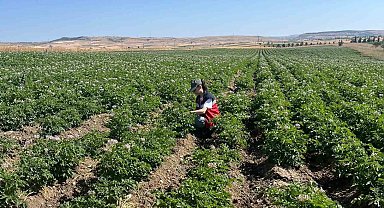 Kütahya'da patates tarlalarında bitki pasaportu denetimleri başladı