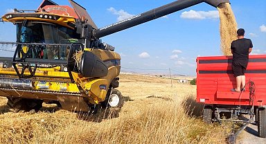 Kütahya'da yerli ve milli arpa çeşitlerinde verimli hasat
