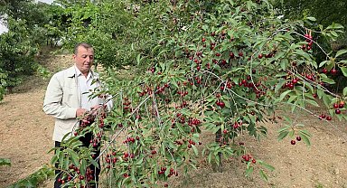 Kütahyalı vişne üreticileri taban fiyat ve fiyat istikrarı istiyor