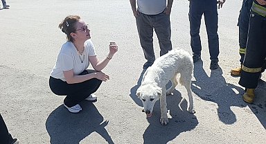 Mahsur kalan köpeğin sesini sadece o duydu, kurtarıldığında gözyaşlarına boğuldu