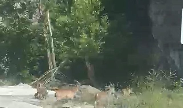 Malatya'da yaban keçileri karayolunda görüntülendi