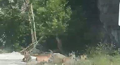 Malatya'da yaban keçileri karayolunda görüntülendi