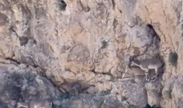 Malatya'da yaban keçileri sürü halinde görüntülendi