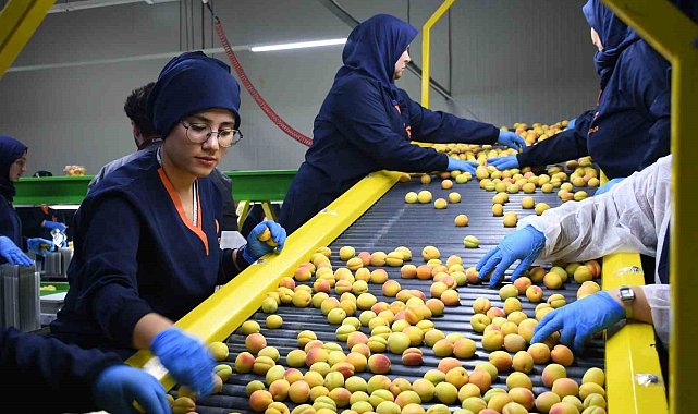 Malatya'da yaş kayısı hasadı ve ihracatı sürüyor