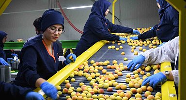 Malatya'da yaş kayısı hasadı ve ihracatı sürüyor