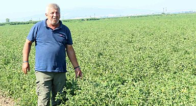 Manyas Gölü'nden gelen ilaçlı su sorununa üretici çözüm bekliyor