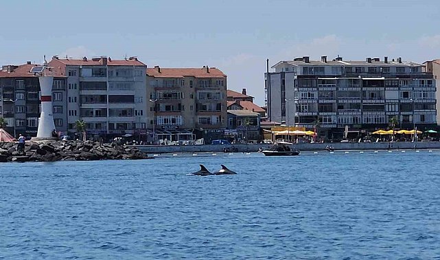 Marmara'nın sürpriz misafirleri: İki yunus teknenin yanında görüntülendi