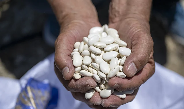 Mersin Büyükşehir'den Leklek fasulyesine destek