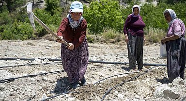 Mersin'de atalık 'Leklek' fasulyesi yeniden toprakla buluştu