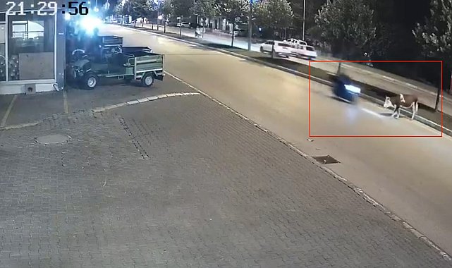 Motosikletle büyükbaş hayvana çarptı