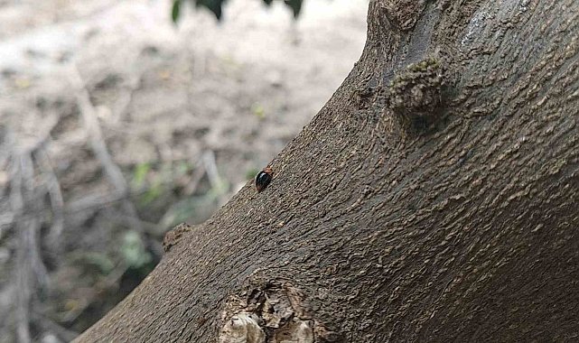 Narenciyede zararlılara karşı faydalı böcek seferberliği