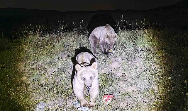 Nemrut Kalderası'nın simgesi ayılar yeniden ortaya çıktı