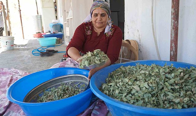 Nesillerin ikinci kez tanıklık ettiği 'kudret helvası' bolluğu yöre halkını sevince boğdu: "Bu Allah'ın nimeti, Mezopotamya'nın eşsiz hazinesi"