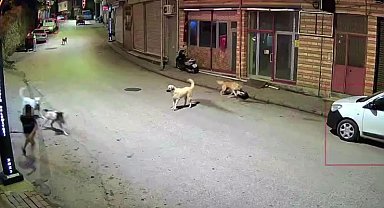 Ordu'da küçük çocuk sokak köpeklerinin saldırısına uğradı