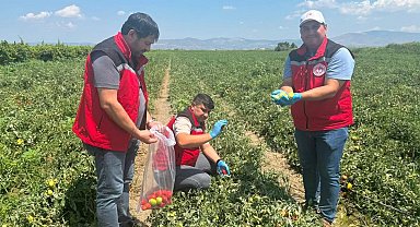 Organik domates üretimine kalıntı denetimi