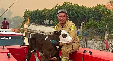 Orman yangınından kurtarılan buzağının iç ısıtan fotoğrafı