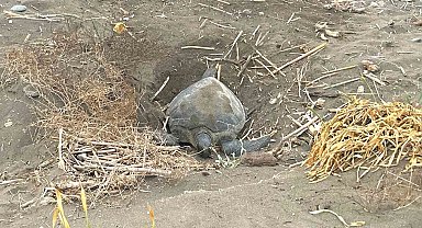 Popülasyonu artıyor: Caretta carettaların yuvalaması geç başladı, yoğun sürüyor