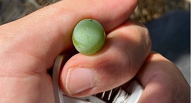 Salihli'de bağ salkım güvesi uyarısı