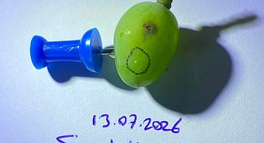 Sarıgöllü üzüm üreticilerine kritik uyarı