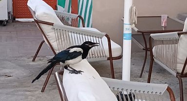 Sevimli saksağan Tekirdağlıların maskotu haline geldi