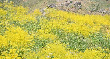 Şırnak yaylaları sarı rengine büründü