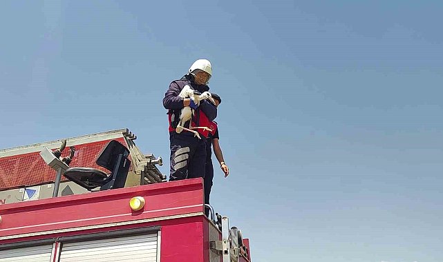 Sivas'ta sıcaktan baygınlık geçiren leyleğin imdadına itfaiye ekipleri koştu