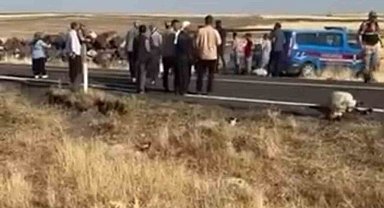Siverek'te işçi minibüsü koyun sürüsüne daldı: 25 koyun telef oldu