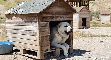 Soğuk havaya göğüs geren Kangal köpekleri sıcak yaz aylarında miskinleşiyor