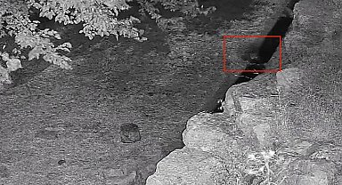 Su içmeye inen yavru ayı güvenlik kamerasına yakalandı