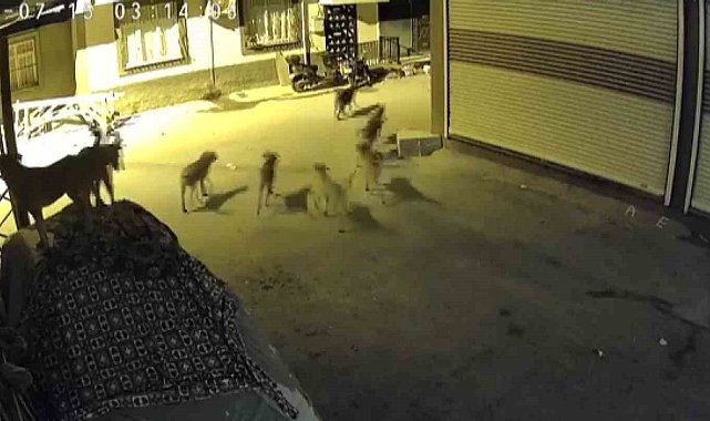 Sürü halindeki köpeklerden korkan kedi, pencere demirine tırmandı