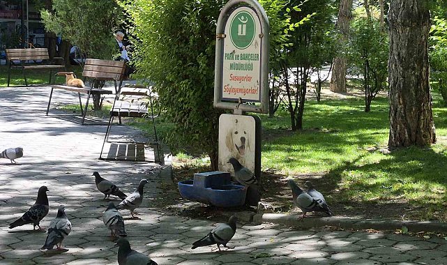 Susayan onlarca güvercin, köpekler için konulan suyu içti